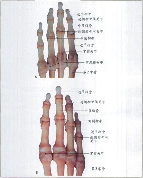 大拇指指節|拇指关节炎